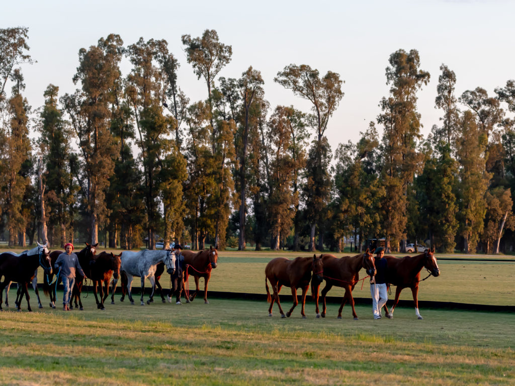 Immersion at the heart of a polo estancia