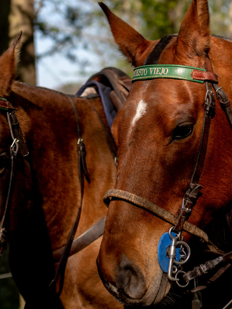 Sages chevaux