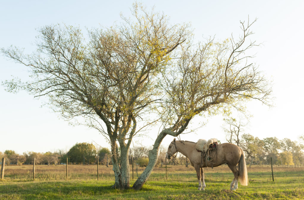 Siente el ambiente de la Pampa